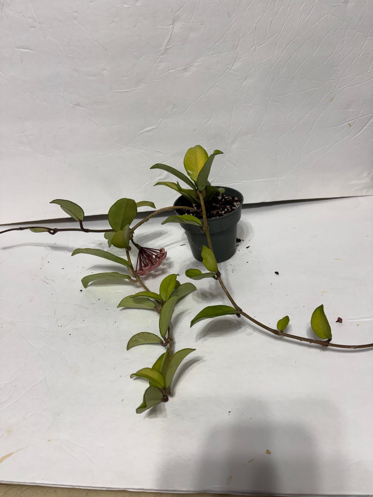 HOYA CARNOSA 4″-#20 with 1 budding flower
