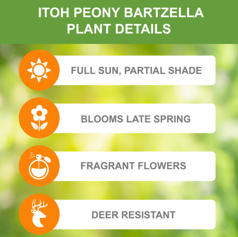 Garden State Bulb Bartzella Itoh Peony, Live Bare Root, Spring Planting
