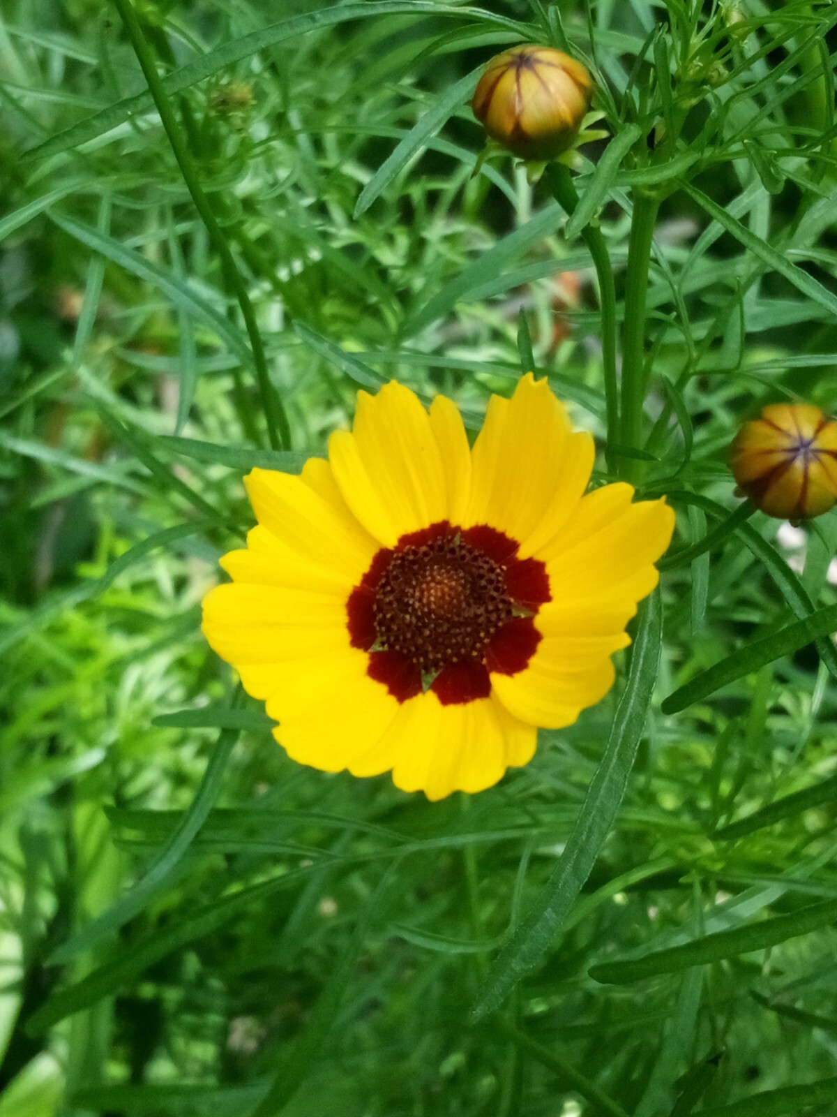 50 SEEDS PLAINS COREOPSIS COREOPSIS TINCTORIA