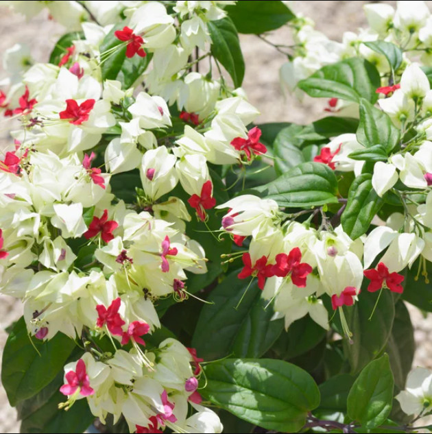 White Bleeding Heart Plant, Clerodendrum Bleeding Heart, 4″Pot, 4-6″Tall, No Pot
