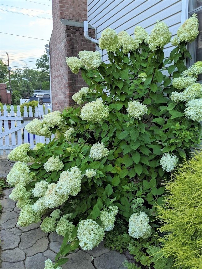 Limelight Hardy Hydrangea (Paniculata) – 5 UNROOTED CUTTINGS 10″ + Long