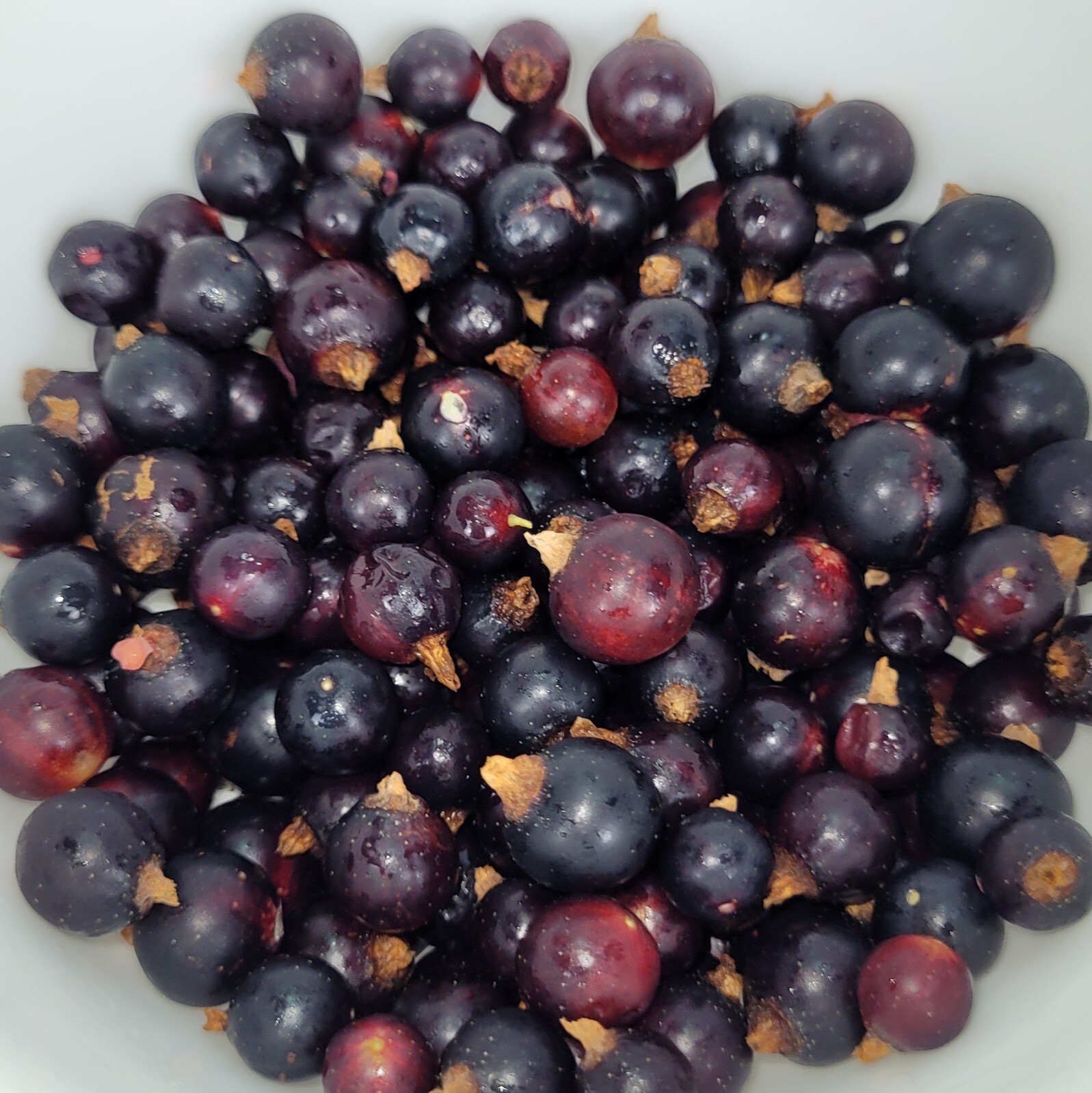 6 Black Currant Fresh Cuttings Unrooted 6″-9″ USDA Zones 3-8 Cold Hardy