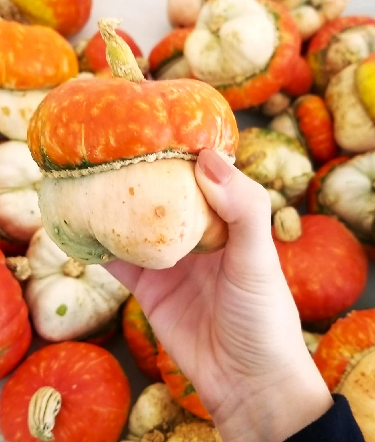 Mini Red Turban Ornamental Gourd Seeds – For 2025 Planting Elf Houses Miniature
