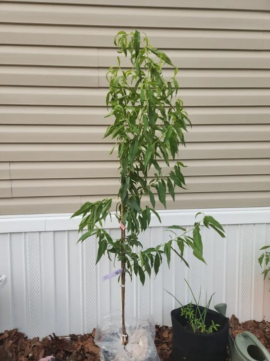 Red Haven Peach Tree 3-4ft Outdoor Prunus Persica Redhaven Fruit Garden Tree