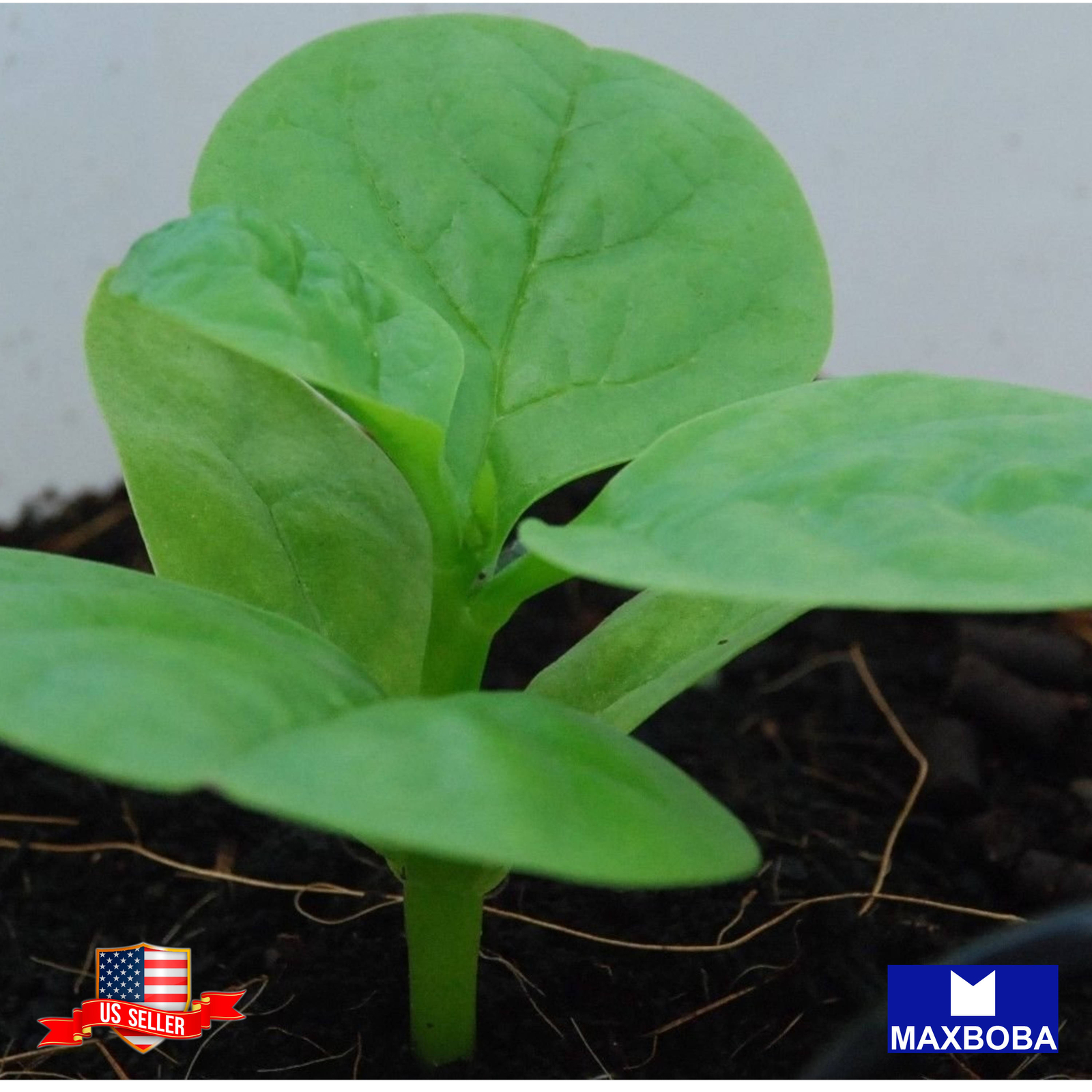 Malabar Spinach Seeds – Green Vines Supreme Vegetable Non-GMO Heirloom