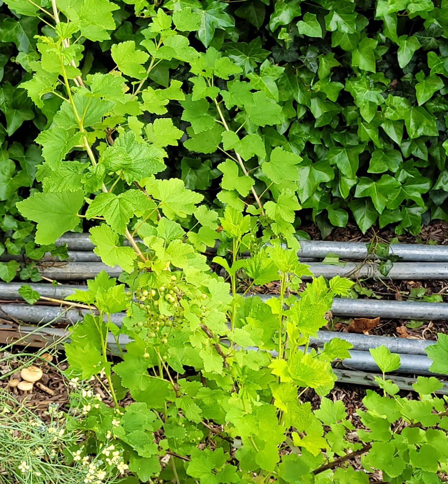 6 Pink Currant Gloire de Sablons Fresh Cuttings Unrooted 6″-9″ Zones 3-8 Hardy