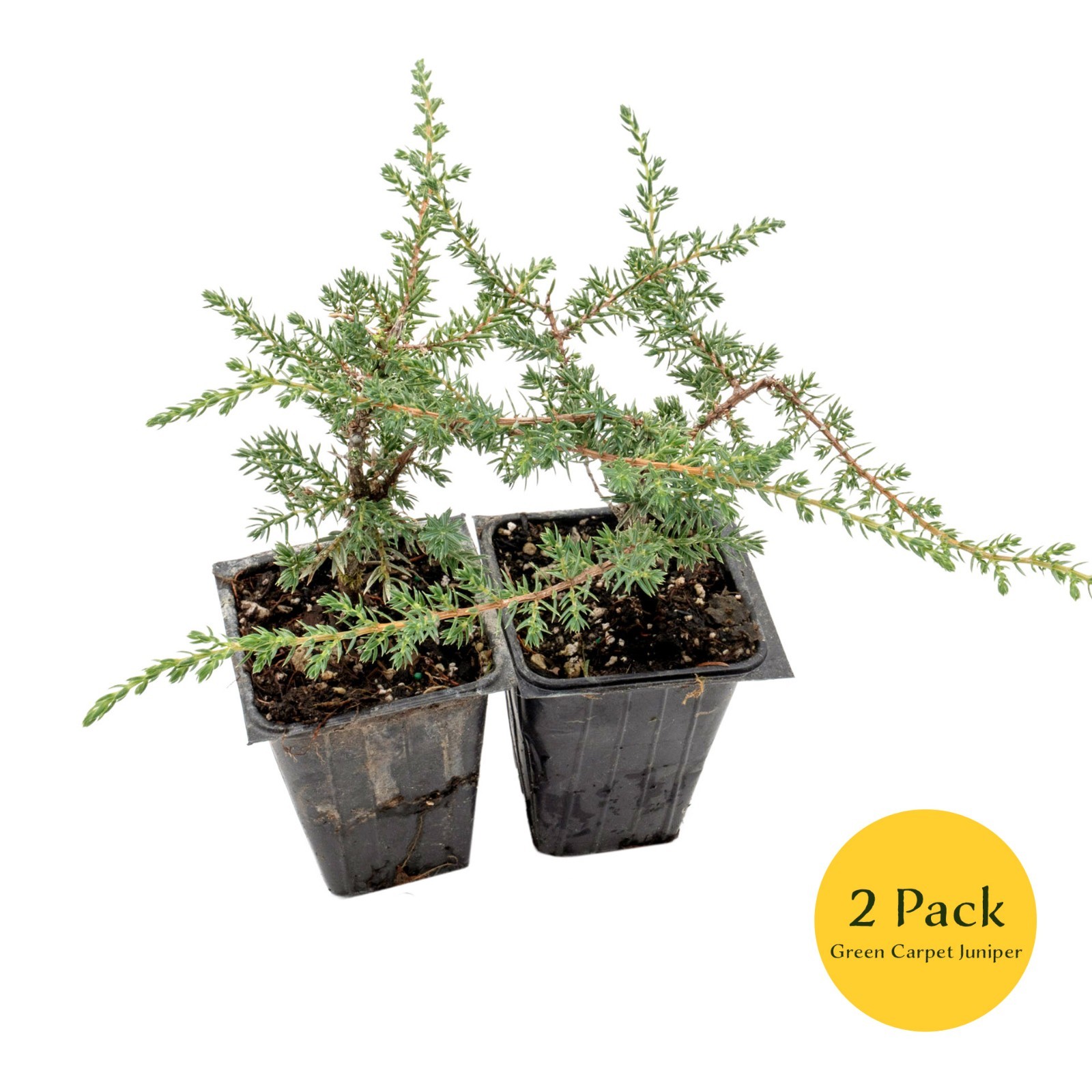Green Carpet Juniper Plants in 3.5″ Nursery Cubes | Low-Growing Evergreen Plant