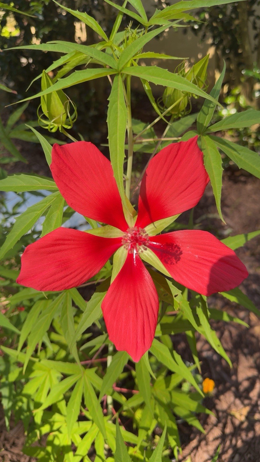 Texas Star Scarlet Red Rose Mallow Hardy Hibiscus Coccineus Native 15 SEEDS
