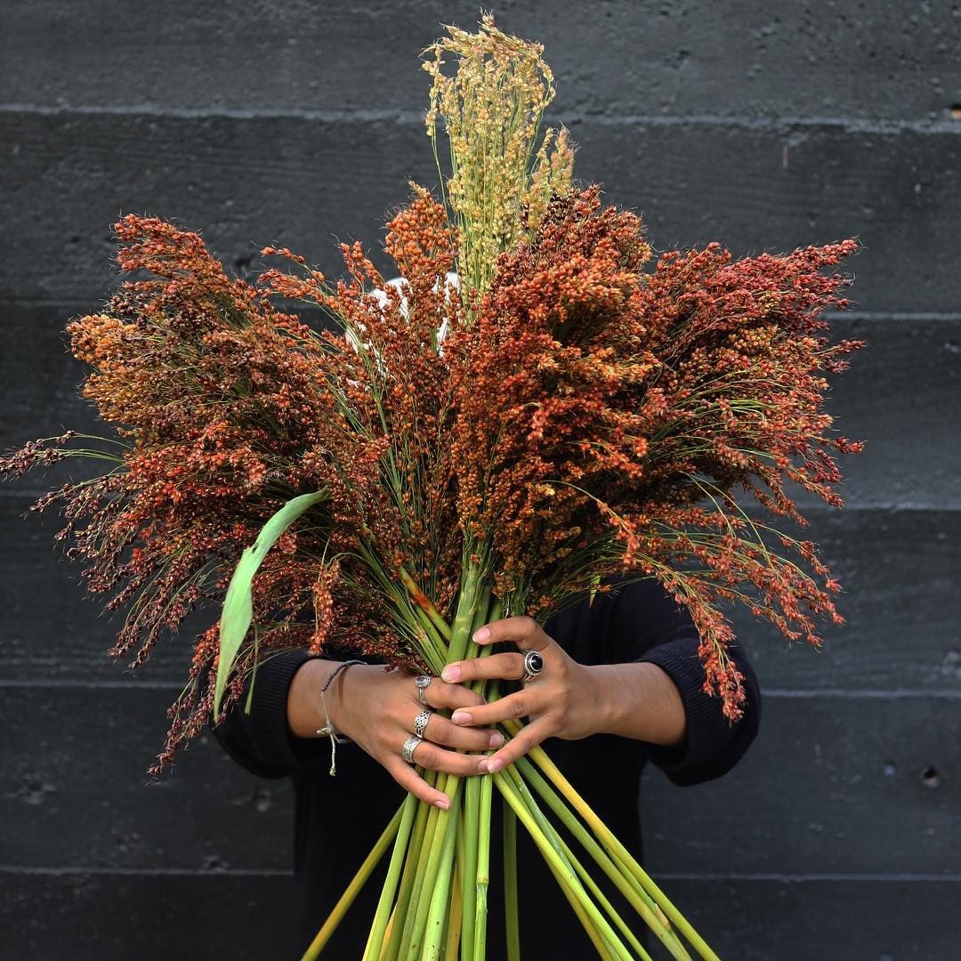 Red Broom Corn Seeds | Sorgum Bicolor Millet Mixed Colors Grain Flower Seed 2024