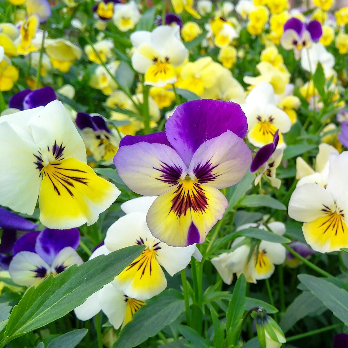 500 Swiss Giants Mixed Pansy Wildflower Seeds – Everwilde Farms Mylar Packet