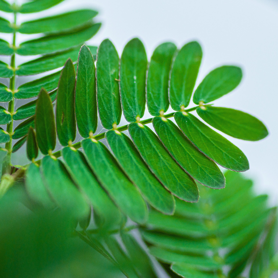 Fresh Sensitive Plant Seeds | Mimosa Pudica | Heirloom Non-GMO | Flowers