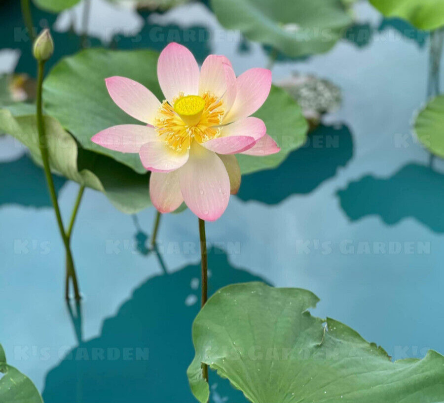 5 PCS PINK WHITE LOTUS SEEDS – 5 HẠT SEN TA TRẮNG HỒNG (95% GERMINATION)