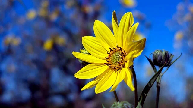 Giant Tall Sunflower Seeds (Helianthus giganteus) NON~GMO Hardy-3 Garden Plant