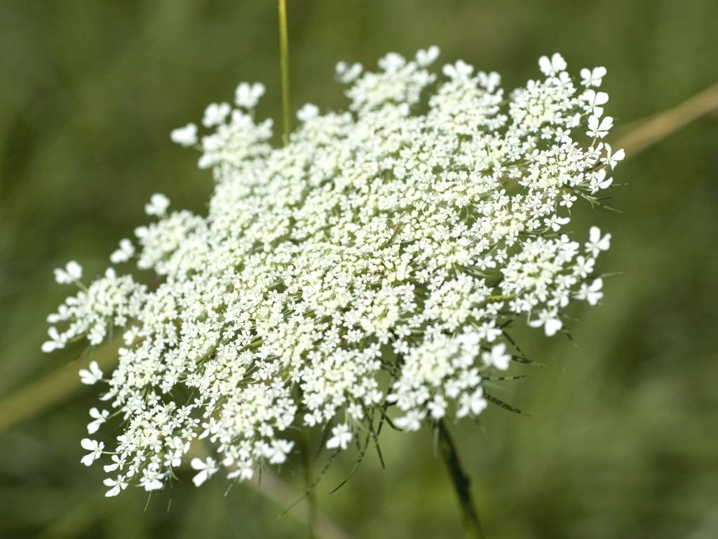 50 Seeds of False Queen Anne’s Lace – Bishop’s Weed – Ammi Majus