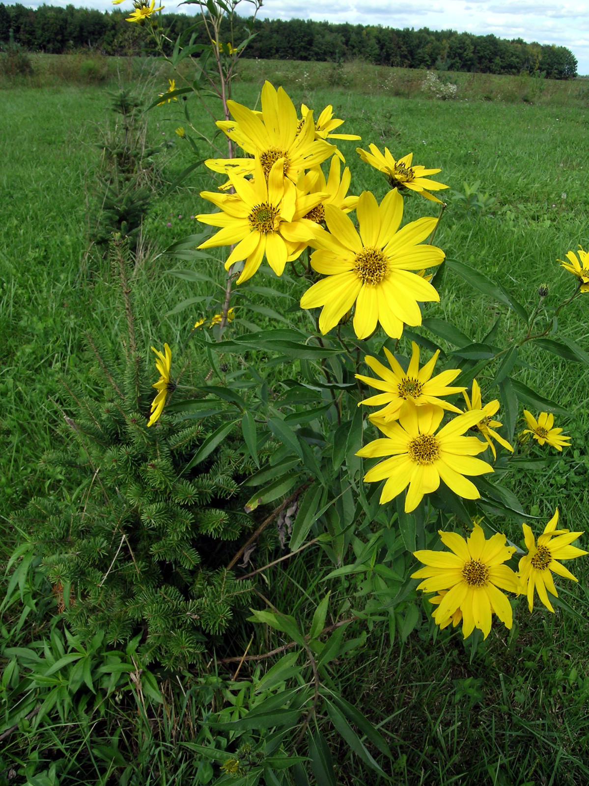Giant Tall Sunflower Seeds (Helianthus giganteus) NON~GMO Hardy-3 Garden Plant