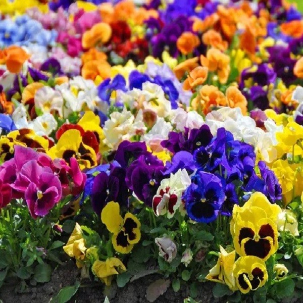 Pansy Swiss Giants Mixed Colors Seeds Organic, Non-GMO Viola Wittrockiana Roggli