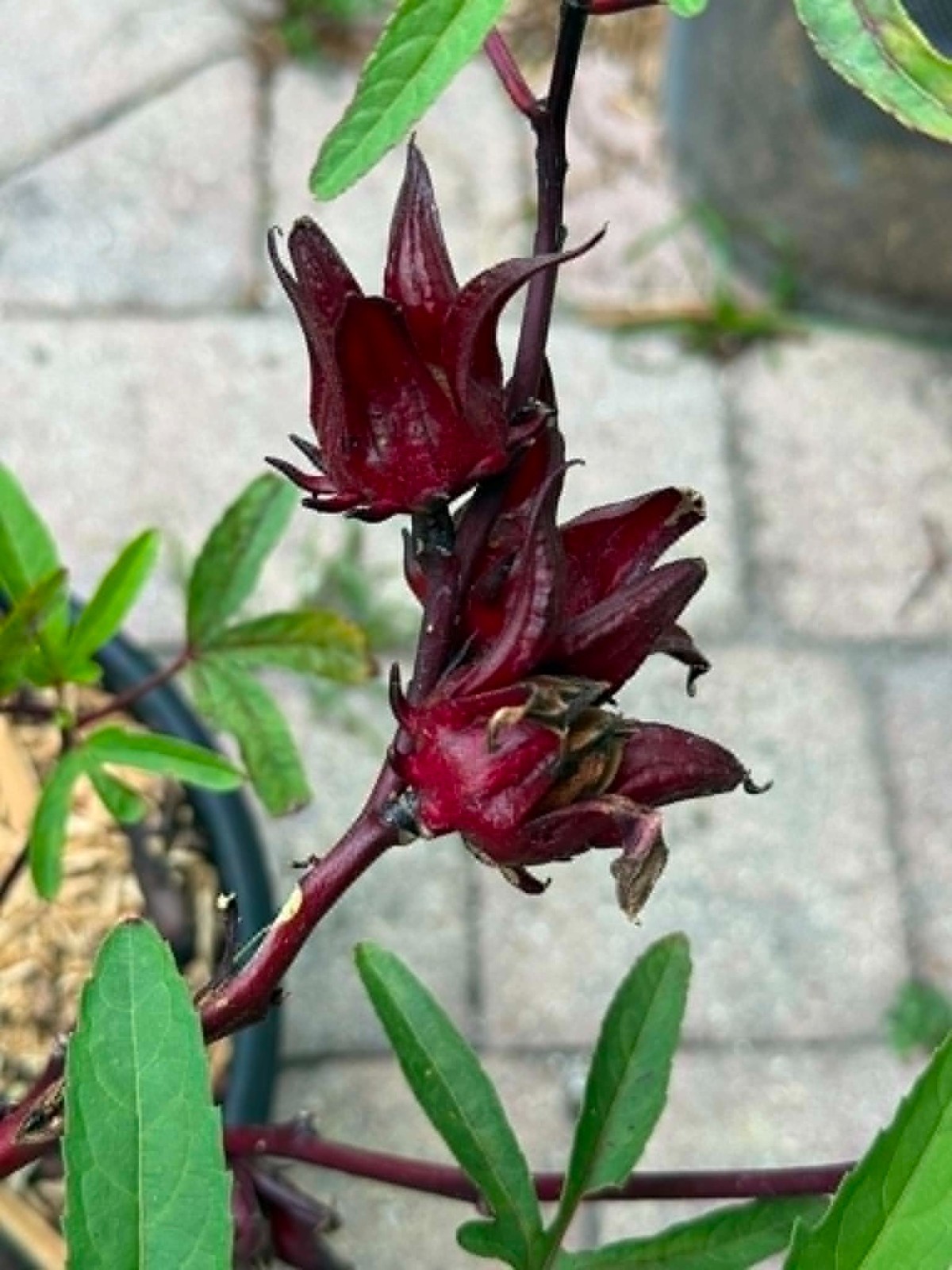 Roselle Live Plant Hibiscus Tea Plant Hibiscus Sabdariffa Jamaican Sorrel 10″