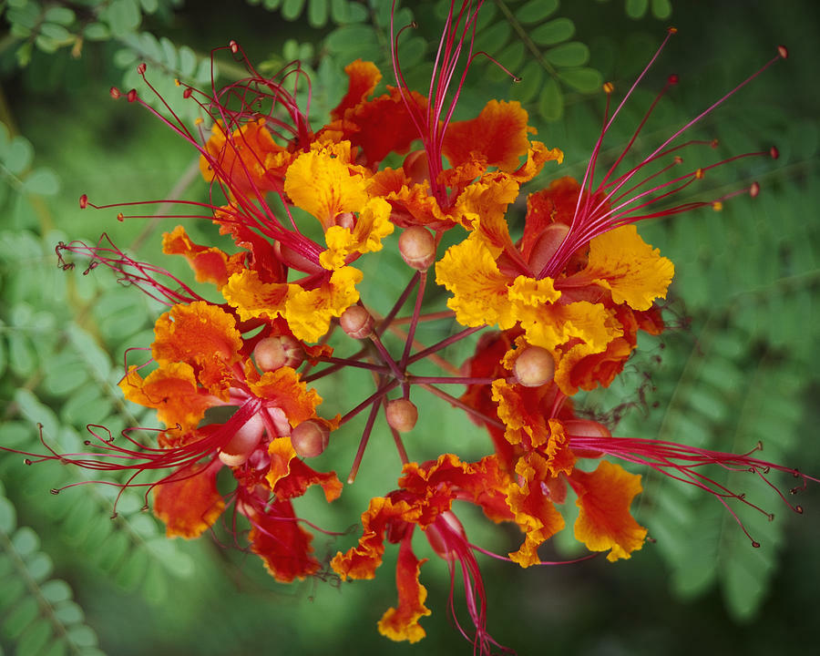 12 RED BIRD OF PARADISE Caesalpinia Pulcherrima Barbados Flower Seeds (27)