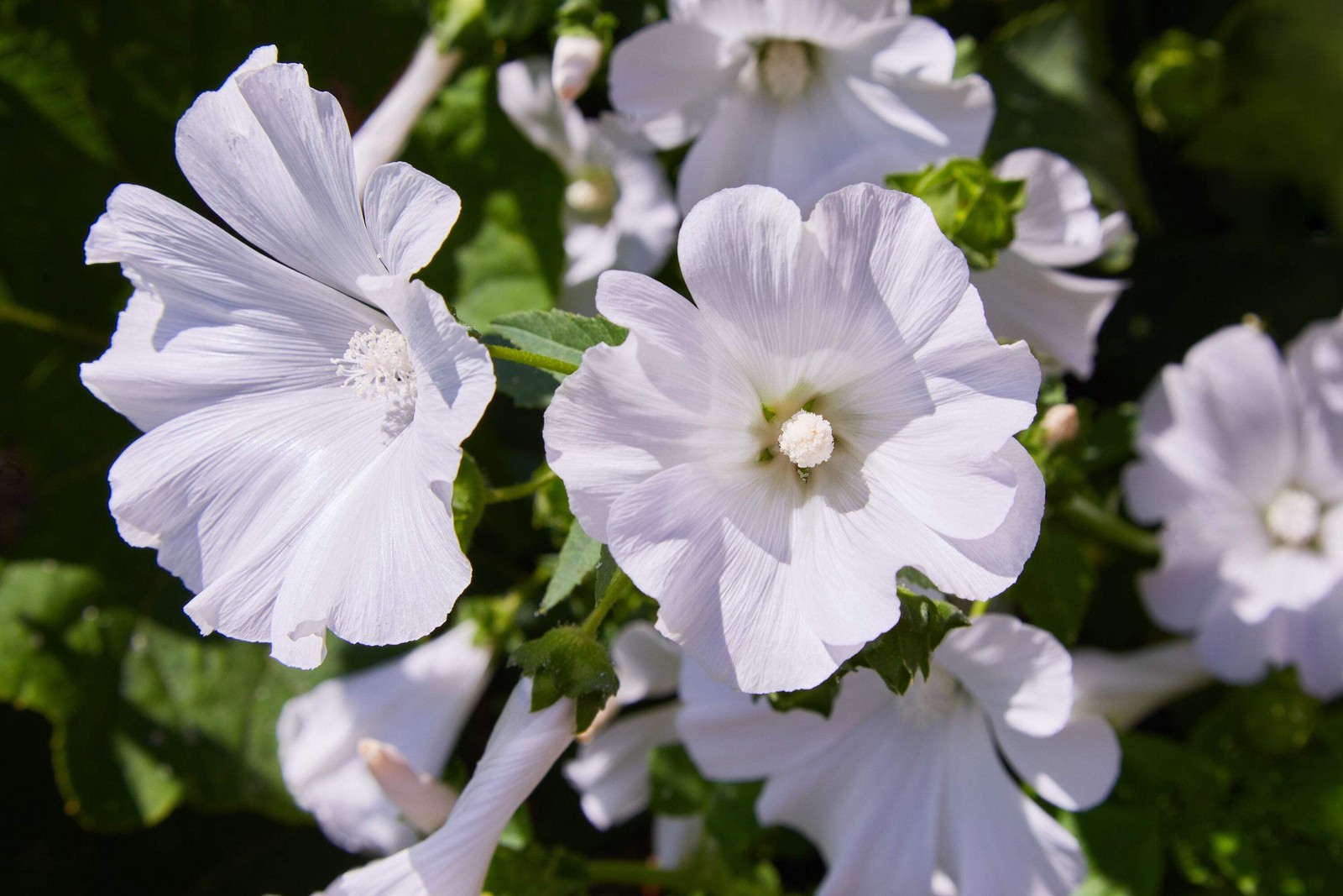 200 ROSE MALLOW (Bush Mallow) Hibiscus Lavatera Trimestris Flower Seeds