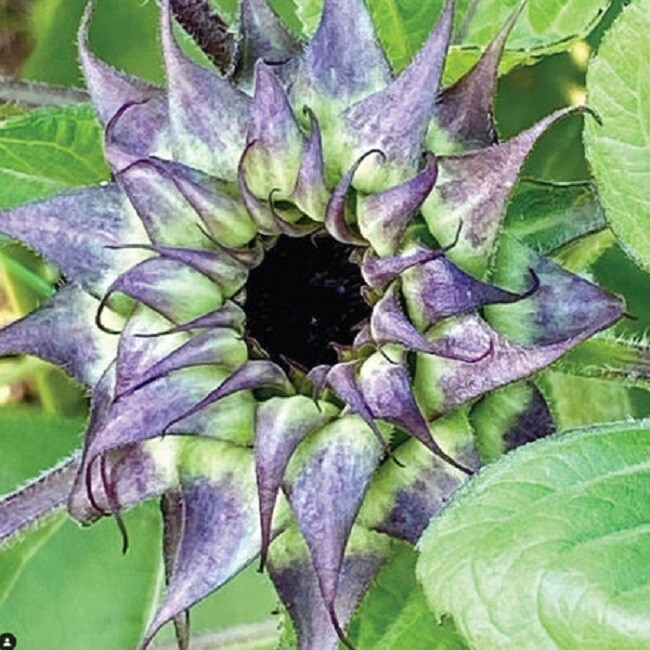 Helianthus Seeds Sunflower Sun Fill Purple 25 Seeds