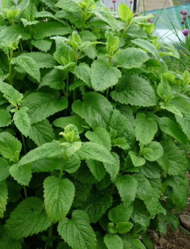 2 Live Lemon Balm Plants, 4–6” Tall, No Pot, Fast-Growing Edible Culinary Herb