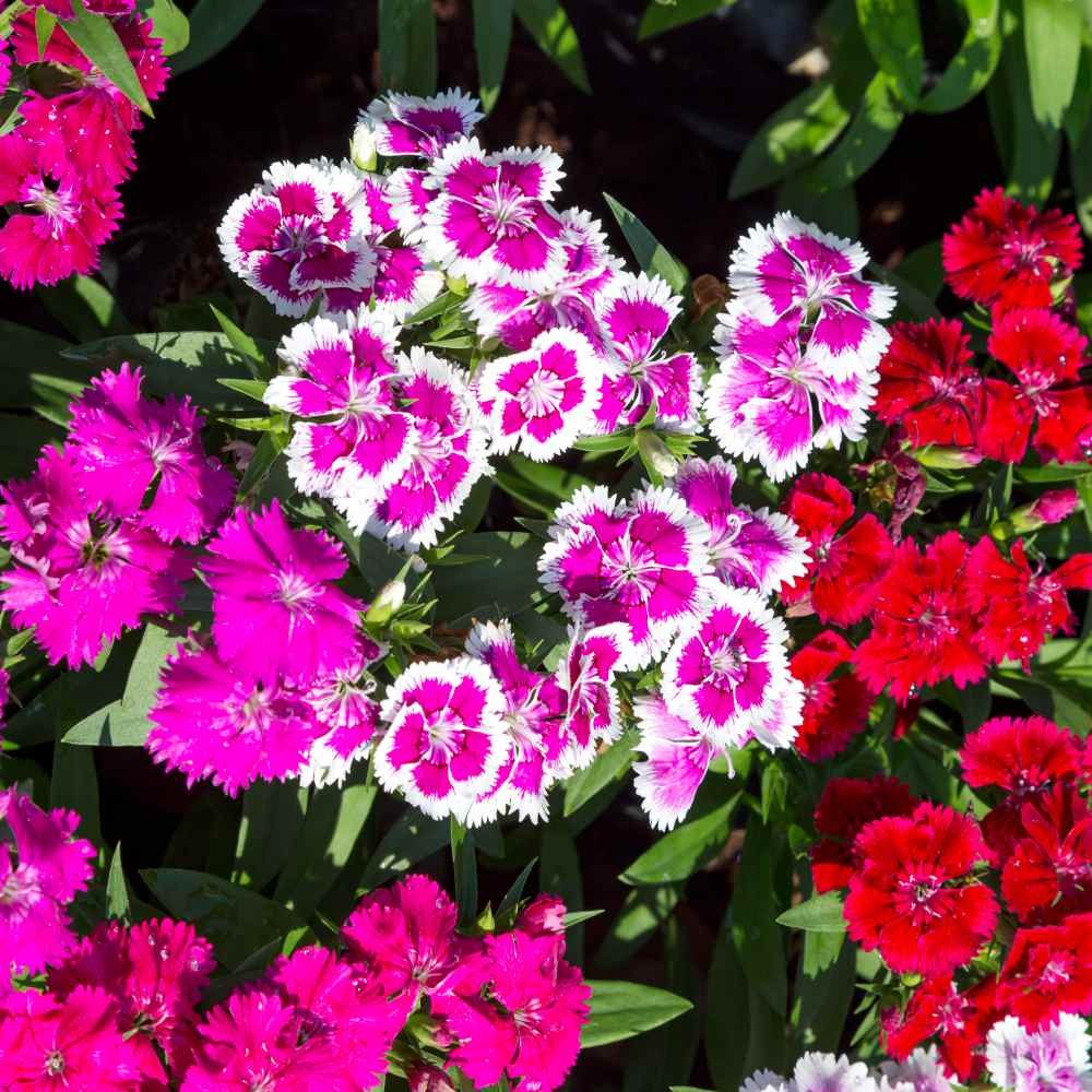 5 LBS Dianthus Sweet William Seed Mix For Planting | Xeriscape Landscaping