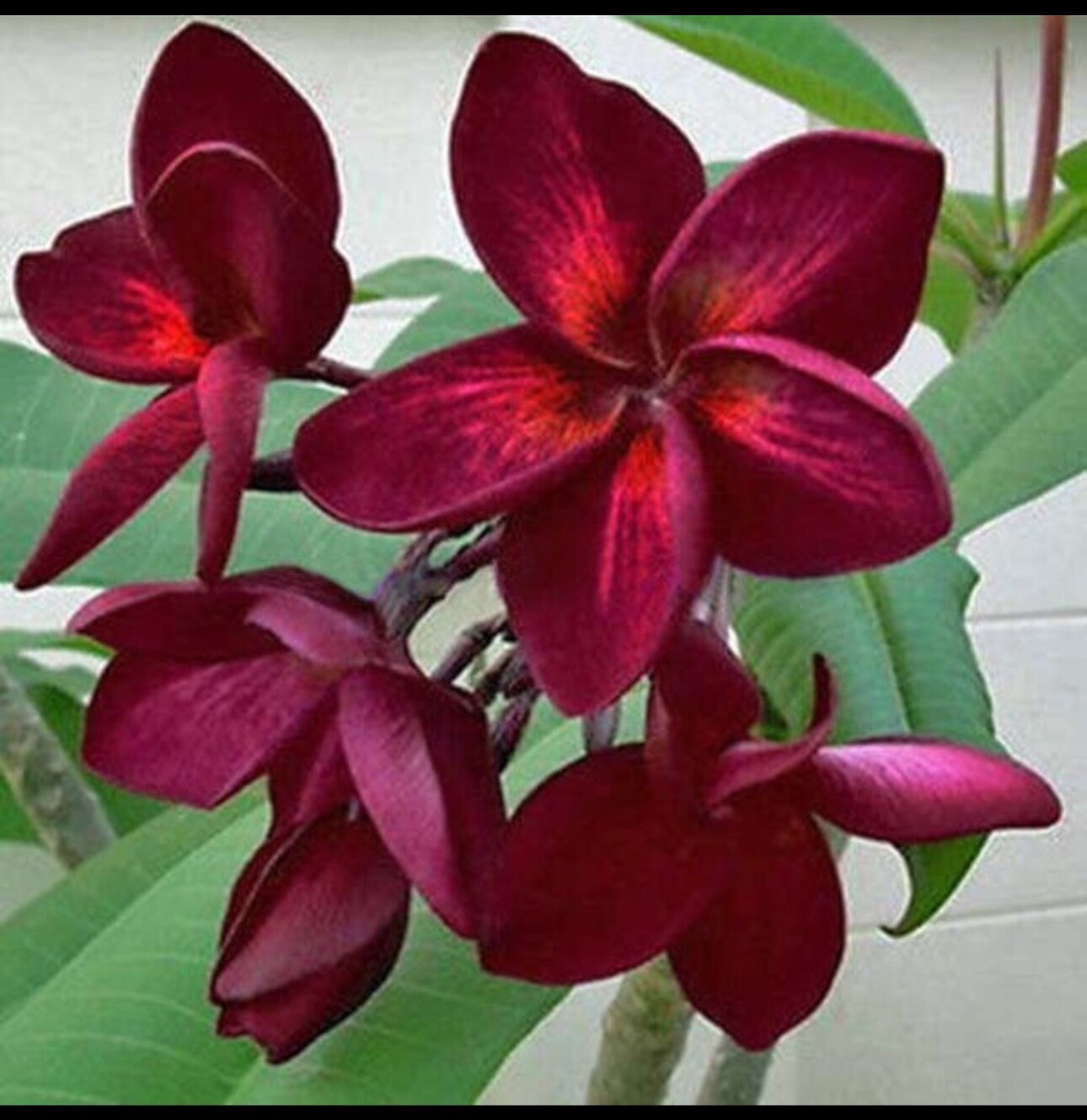 Bluerapa-Plumeria Rubra Frangipani-SMALL Rooted Seedling Plant-6”-13” tall