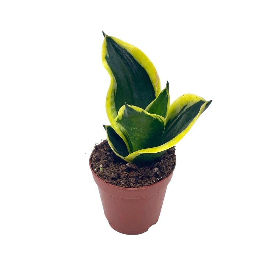 Black Gold Snakeplant, Green and Yellow Snake Plant, Variegated Sansevieria trif