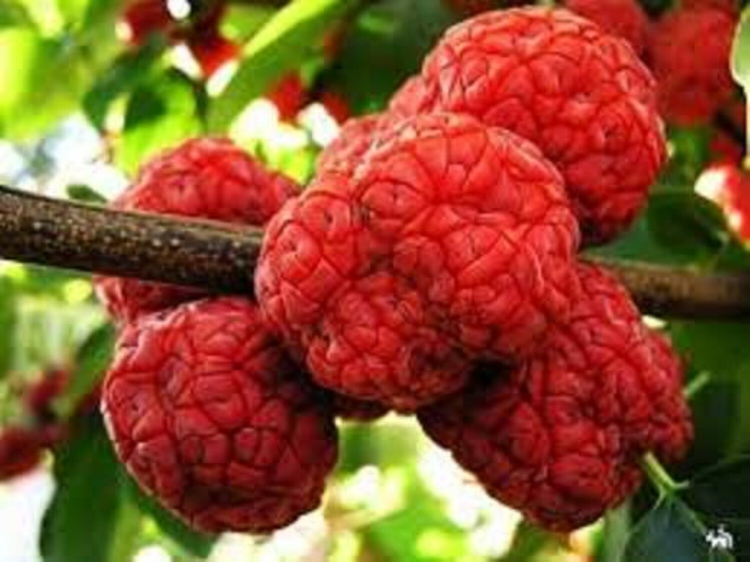 2-3 ft. Che Seedless plant, Chinese Mulberry 1 year old, grafted, Cudrania