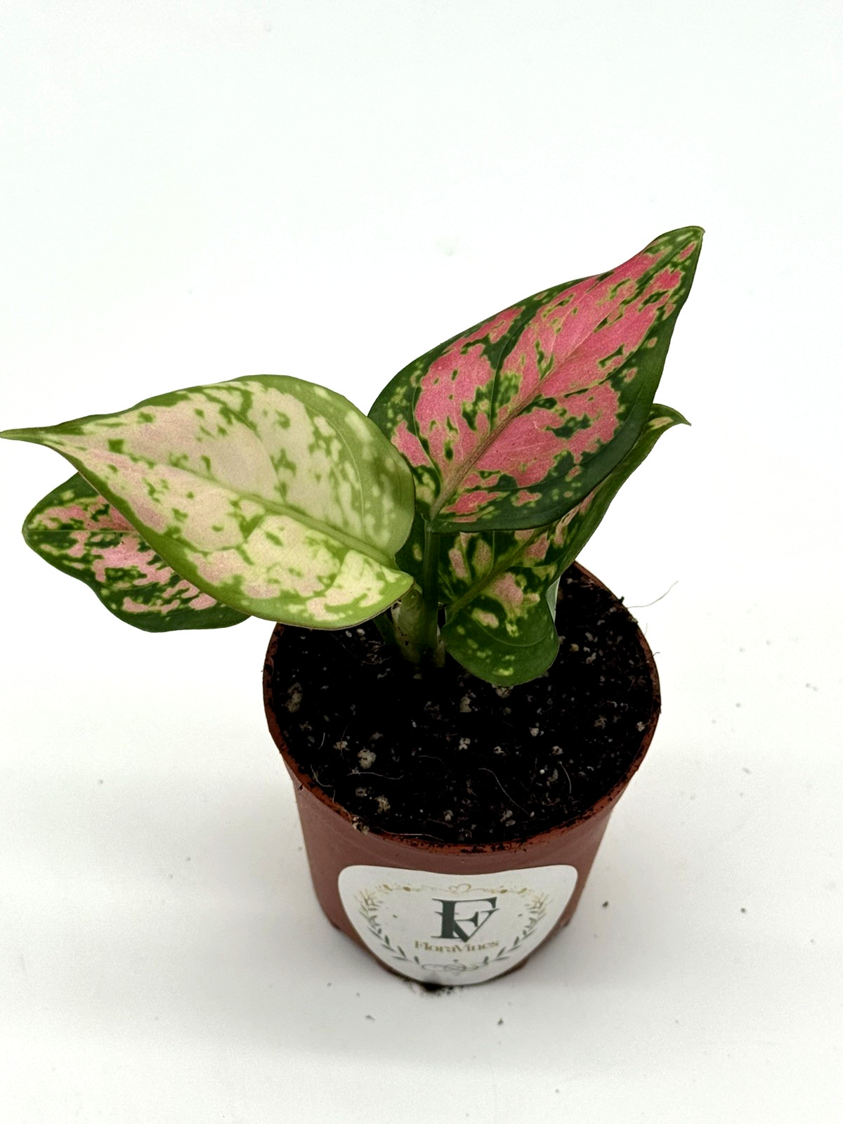 Aglaonema Diamond Red Live Plant 3″ Pot Pink Variegated Houseplant Rare