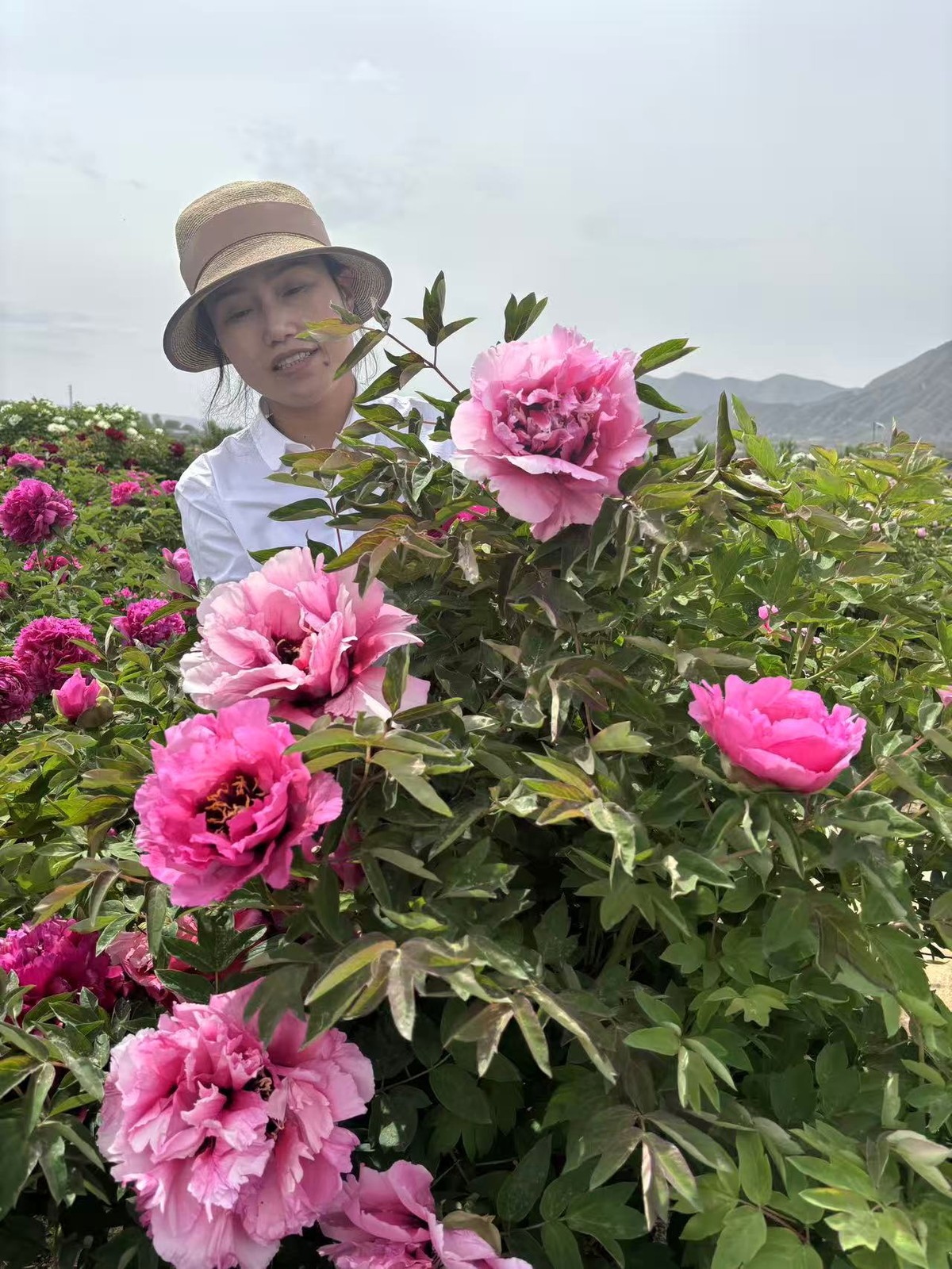 “Pretty lady” large flower tree peony
