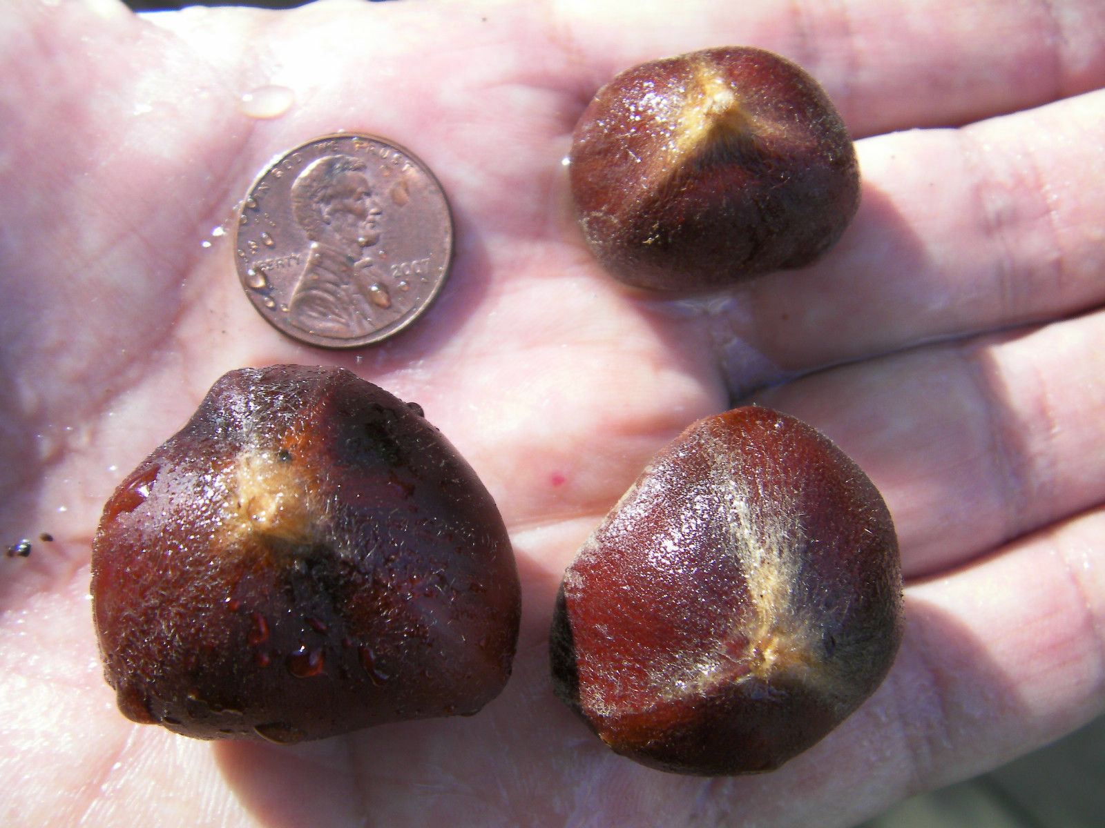 4+2 cutting of organic Dunstan American-Chinese disease resistant chestnut