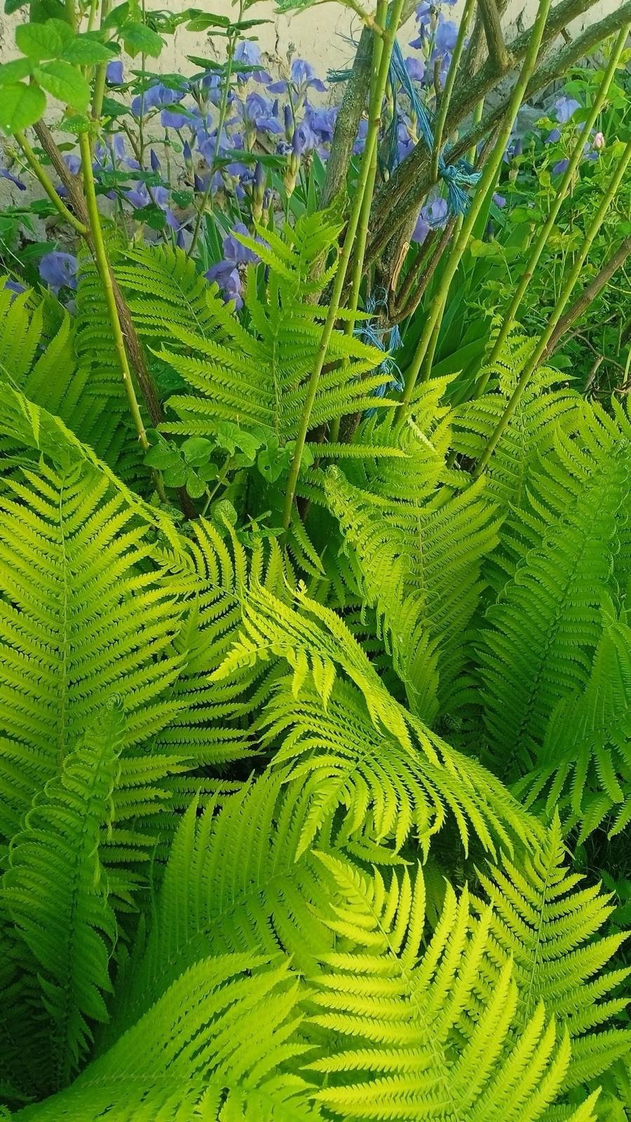 3 Ostrich Fern Root Fiddlehead Matteuccia Struthiopteris Bare Root