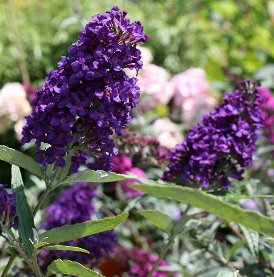 Buddleja Davidii Buzz Midnight Live Plant Plug – 1–3″ Tall – Bush Perennial