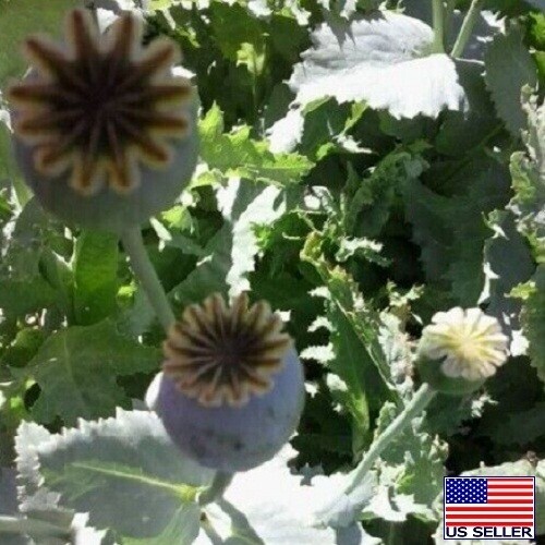 20,000 Untreated, Organic Turkish Papever Somniferum Poppy Seeds For Planting