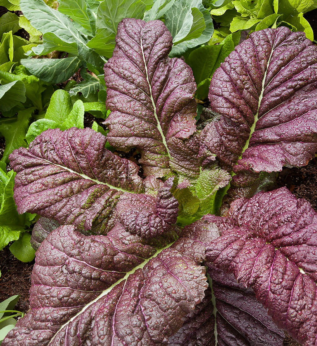 Japanese Giant Red Mustard Greens Seeds | Asian Lettuce Spinach Kale Seed 2024