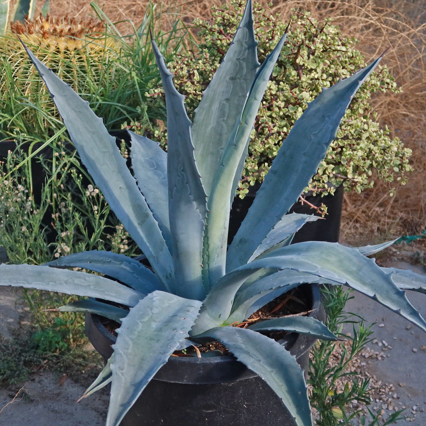 American Aloe, Century Plant Agave Americana Seeds Free Shipping!