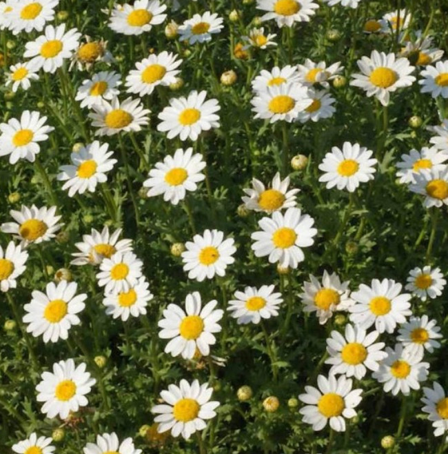 Landscaper’s Pack ALTERNATIVE LAWN MIX 13 Species Non-GMO 6 Grams 5000+ Seeds!