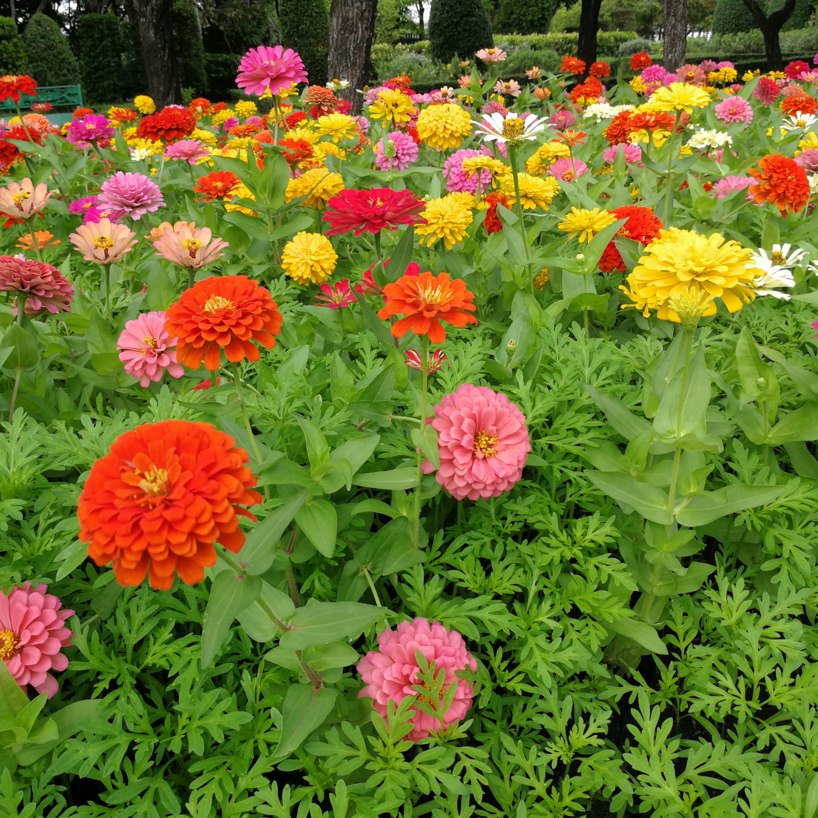 Zinnia Lilliput Flower Bulk Seed Mix | Non-GMO | Heirloom | Fresh Garden Seeds