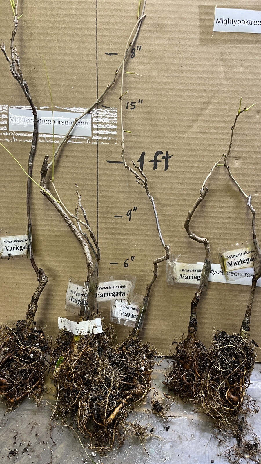 2 year old Wisteria sinensis Variegata 12-18 inches tall, grafted plant