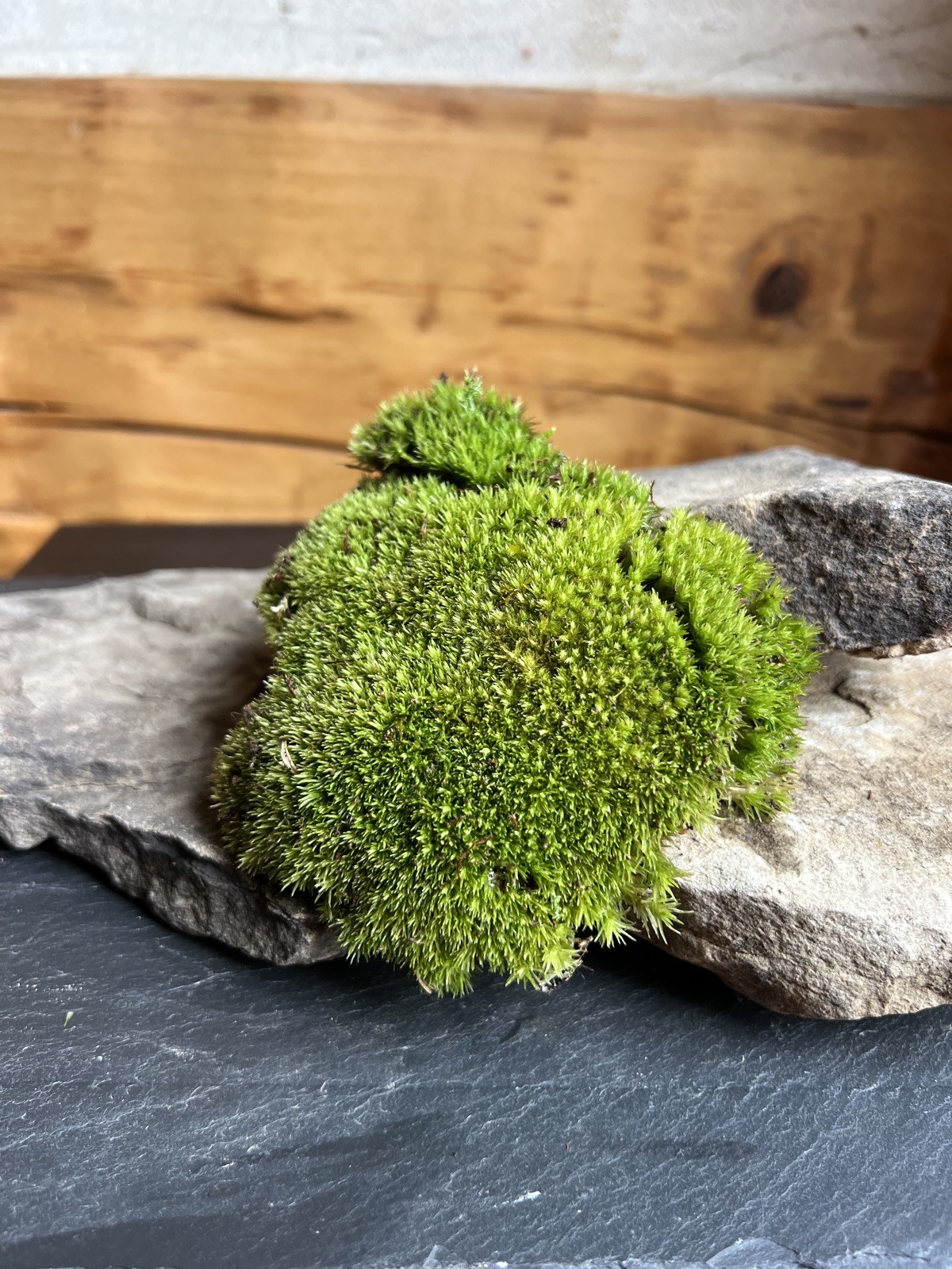 Live Fresh Moss- One Gallon Bag-Uses Bonsai, Terrarium, Vivarium, Fairy Garden
