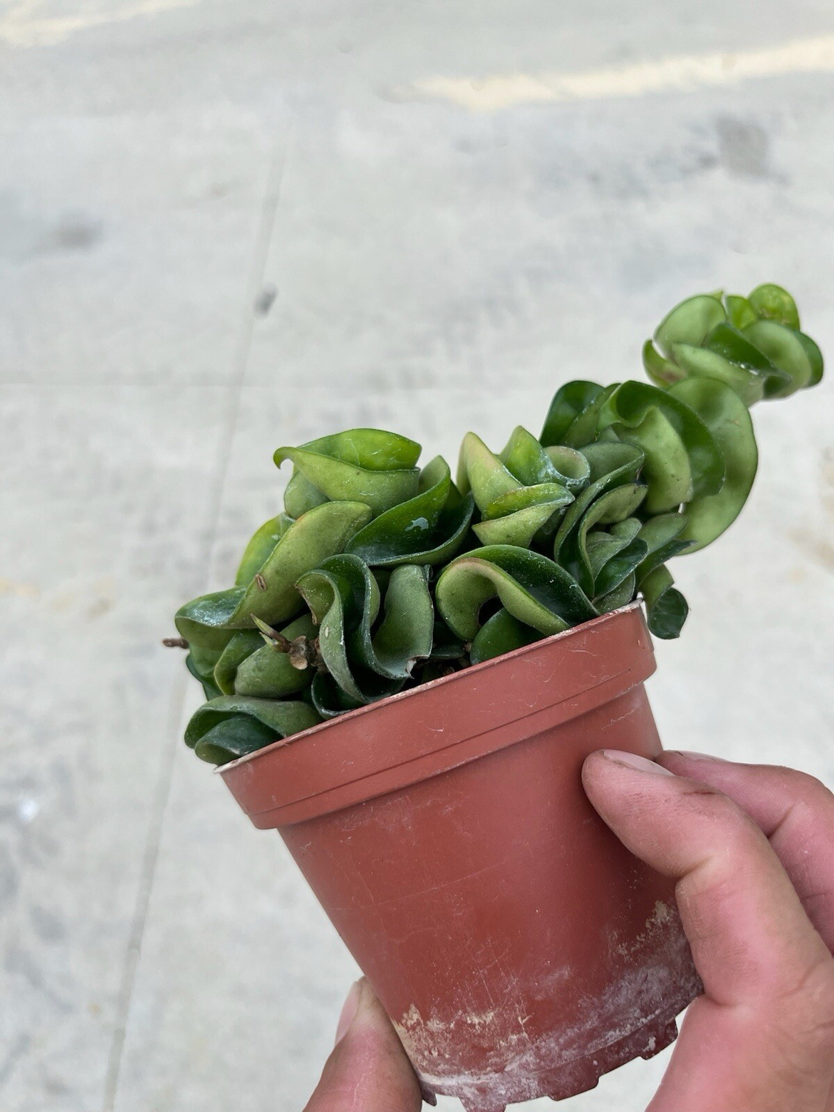 4” Hoya Rope – Hoya Compacta – Hindu Rope – Hoya Carnosa