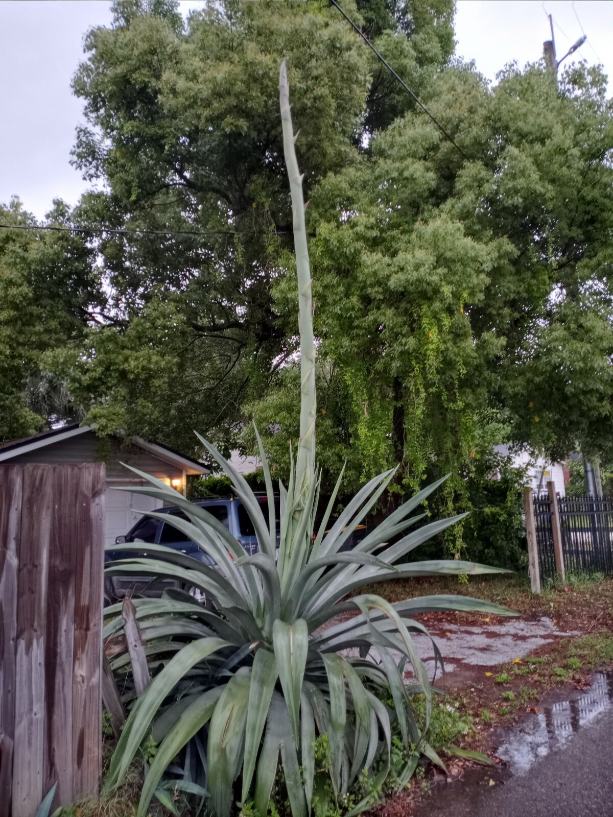Americana Agave Century Plant, Cacti, 9″- 11″ Bareroot