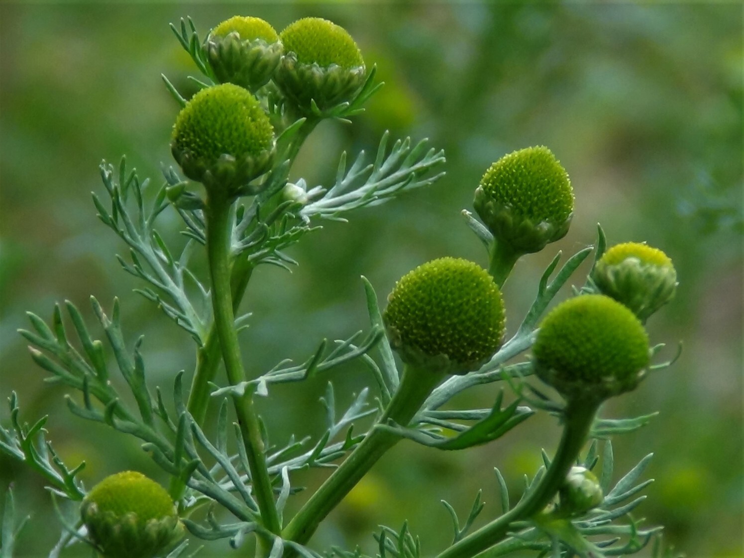 Pineapple Weed (Matricaria discoidea) Seeds