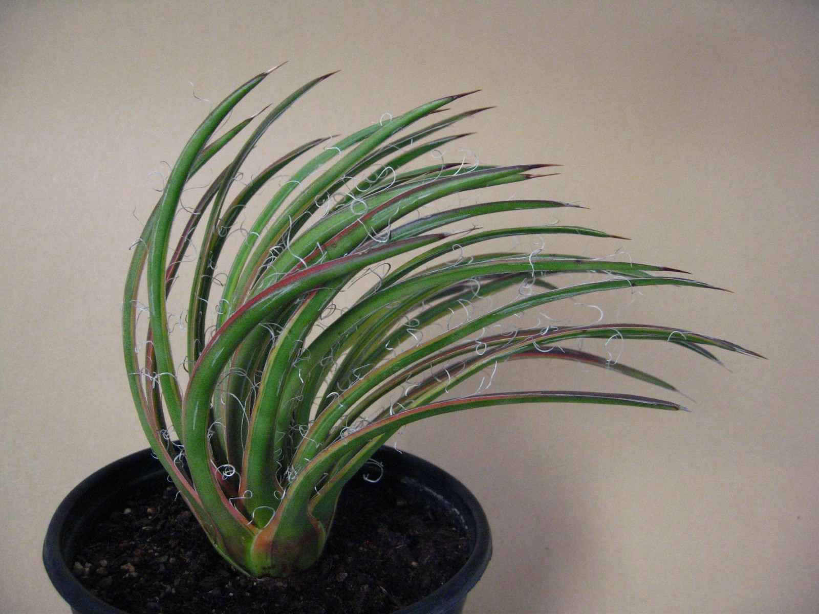 Agave “Leopoldii II” Marginata Aurea — Rare Succulent
