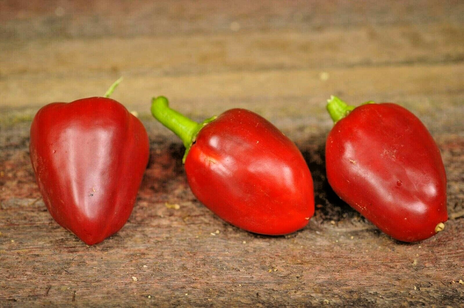 100+PIMENTO Sweet PEPPER Seeds Organic Summer Vegetable Garden Container Easy