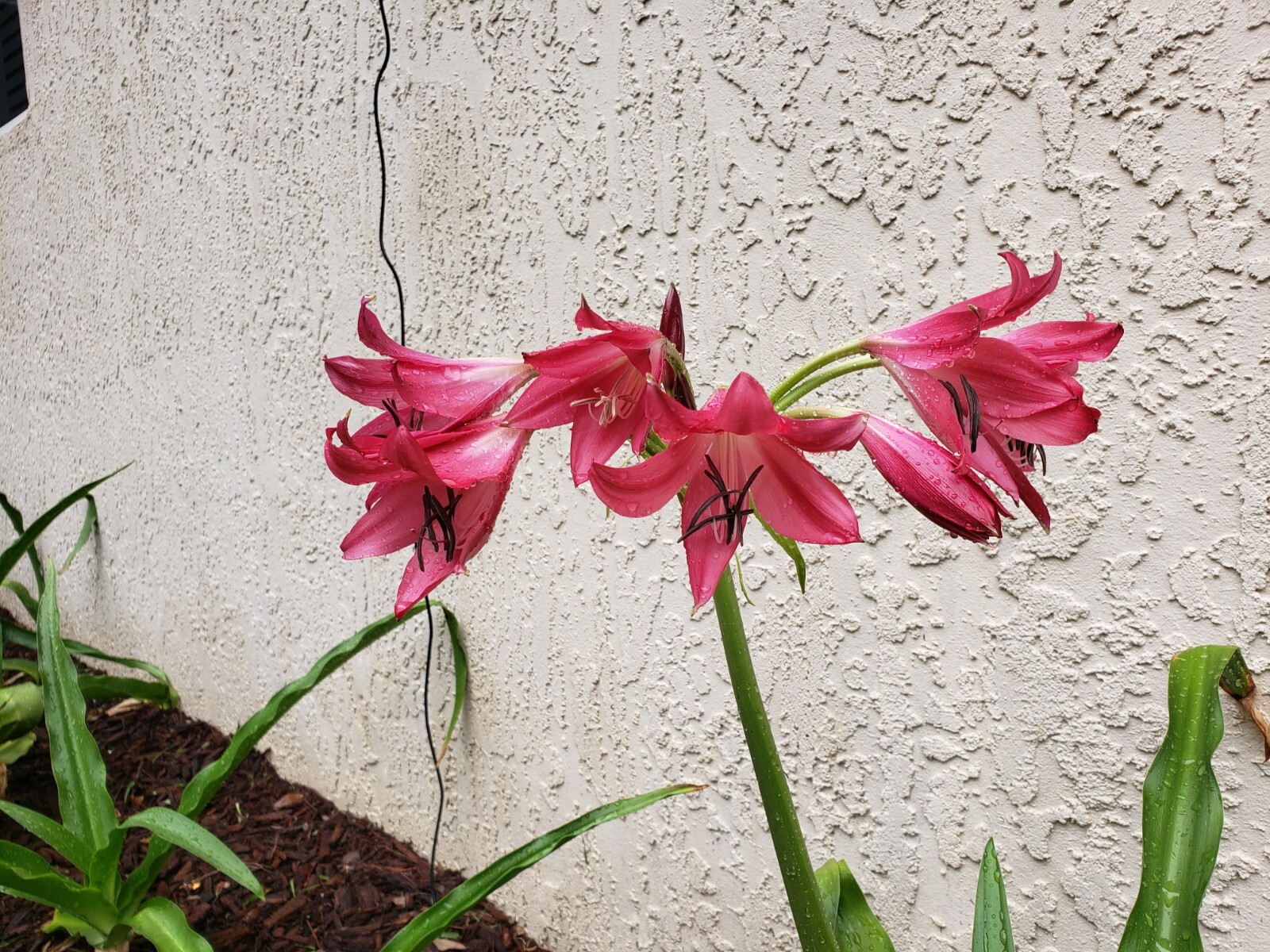 Pink Lily, Large blooming-size bulbs (2 Included)