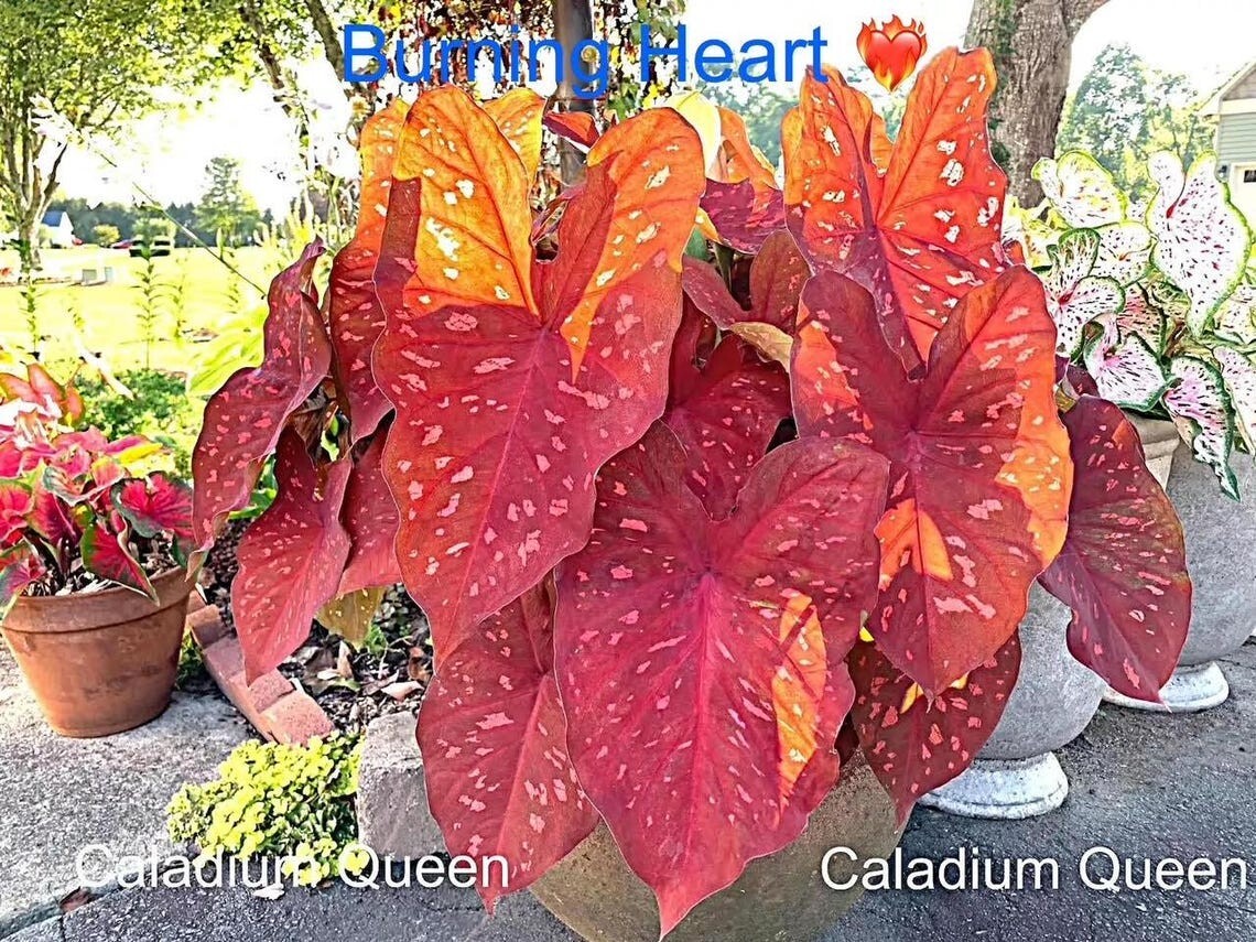 Caladium ‘Burning Heart’ Size #2 (4 Bulbs), 1″–1.5″) | Easy to Grow Foliage