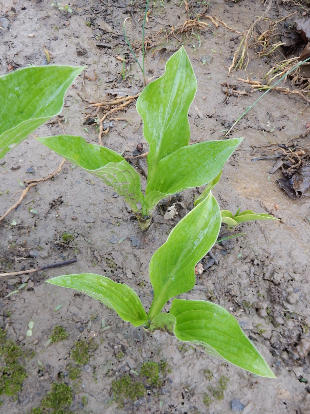 “HOSTA” Plantain lilies – Sun or Shade/ Perennial – 10 Plants