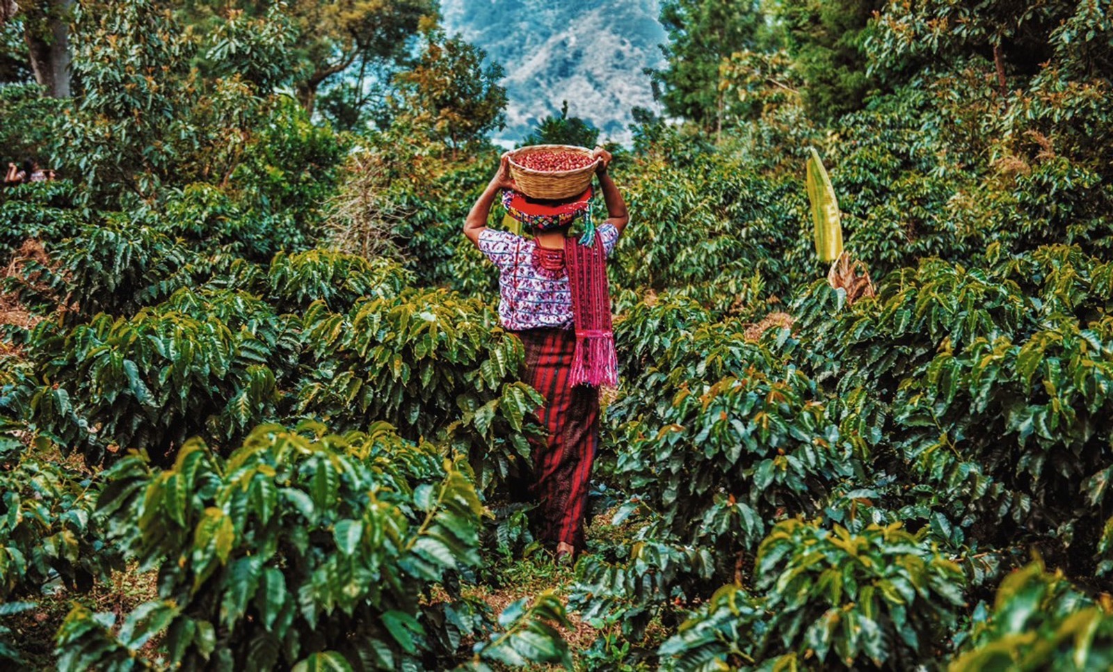 Guatamalan Coffee Bean Tree Seeds (25) / Acatenango Finca Santa Margarita / RARE